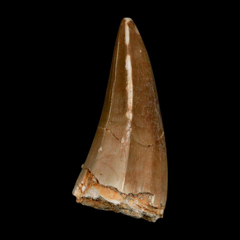 XL 2.1" Tylosaurus Mosasaur Fossil Tooth Cretaceous Dinosaur Era COA, Stand