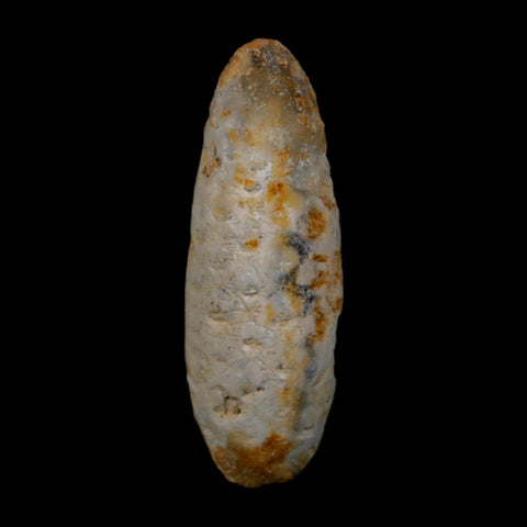 XL 2" Fossil Pine Cone Equicalastrobus Replaced By Agate Eocene Age Seeds Fruit