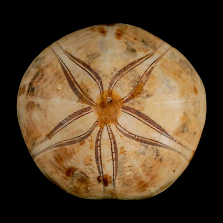 65MM Pygurus Marmonti Sea Urchin Fossil Sand Dollar Jurassic Age Madagascar