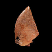 0.4" Abelisaur Serrated Tooth Fossil Cretaceous Age Dinosaur Morocco COA, Display