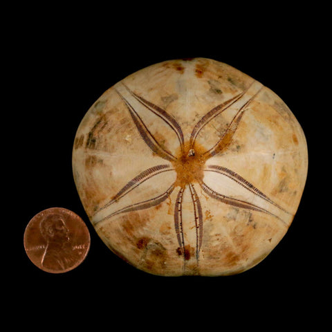 65MM Pygurus Marmonti Sea Urchin Fossil Sand Dollar Jurassic Age Madagascar - Fossil Age Minerals