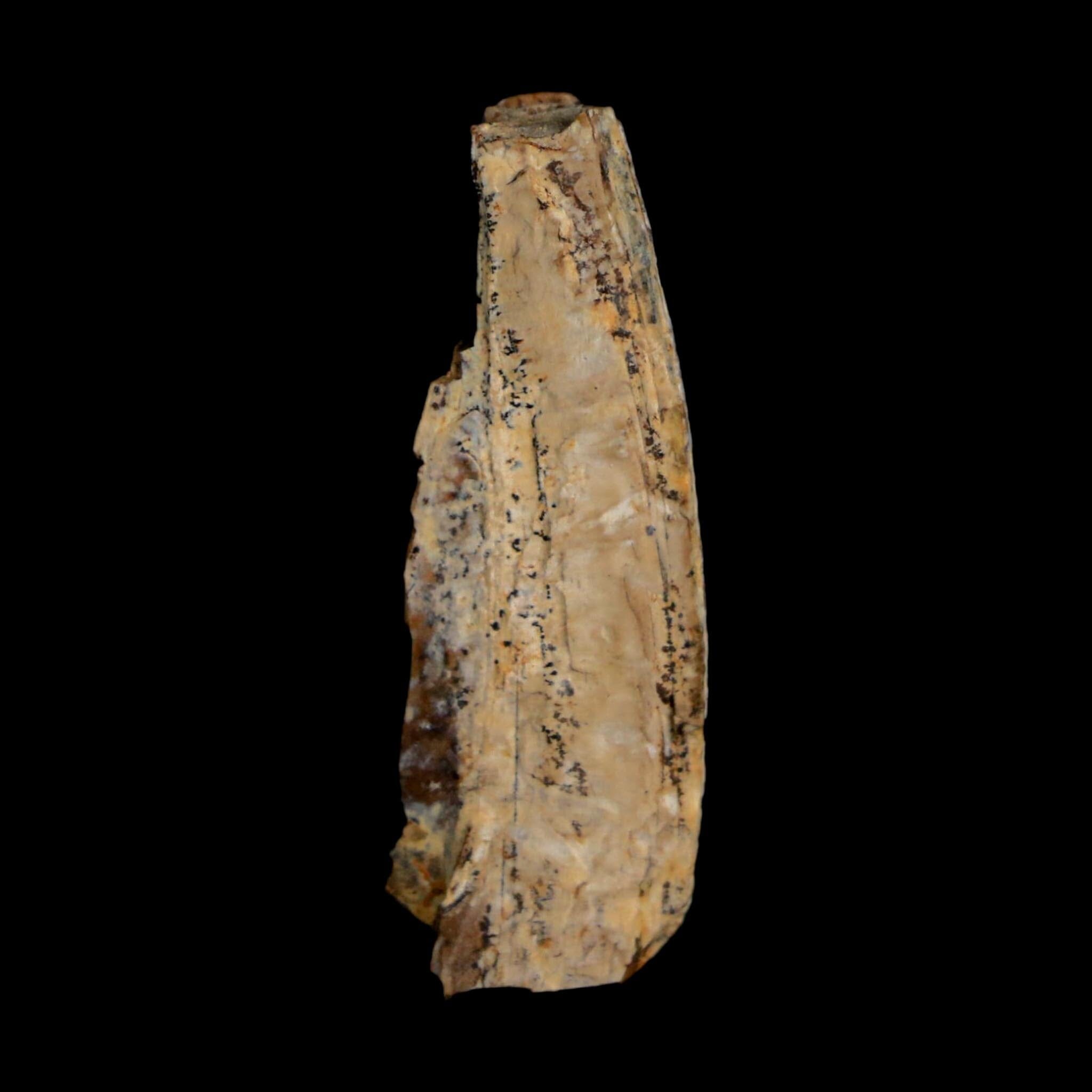 1.3" Tyrannosaurus Rex Fossil Tooth Section Lance Creek Cretaceous Dinosaur WY COA