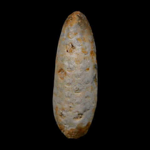XL 2" Fossil Pine Cone Equicalastrobus Replaced By Agate Eocene Age Seeds Fruit