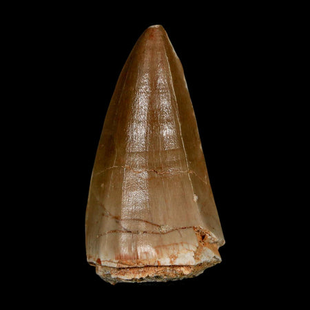 XL 2.1" Tylosaurus Mosasaur Fossil Tooth Cretaceous Dinosaur Era COA, Stand