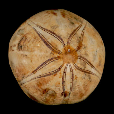 65MM Pygurus Marmonti Sea Urchin Fossil Sand Dollar Jurassic Age Madagascar - Fossil Age Minerals