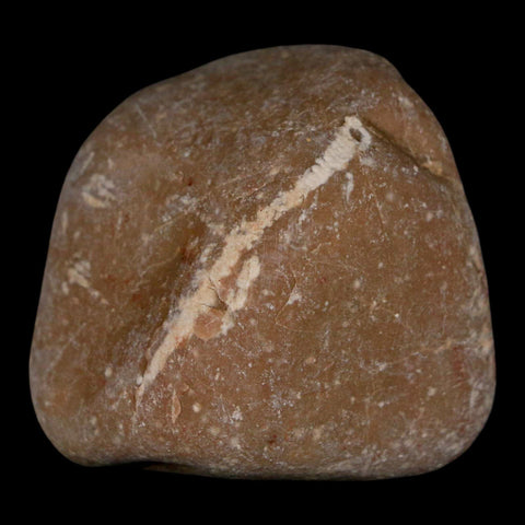 2.1" Sauropod Dinosaur Stomach Stone Gastrolith Rock Gizzard Stone COA - Fossil Age Minerals