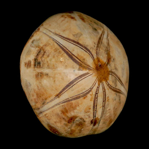 65MM Pygurus Marmonti Sea Urchin Fossil Sand Dollar Jurassic Age Madagascar - Fossil Age Minerals