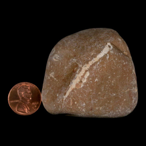 2.1" Sauropod Dinosaur Stomach Stone Gastrolith Rock Gizzard Stone COA - Fossil Age Minerals