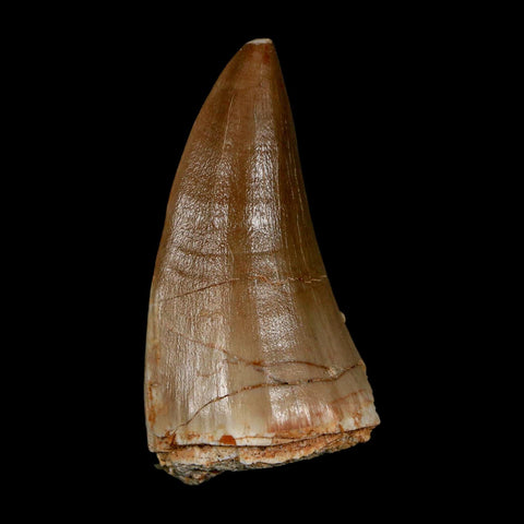 XL 2.1" Tylosaurus Mosasaur Fossil Tooth Cretaceous Dinosaur Era COA, Stand