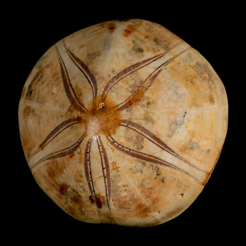 65MM Pygurus Marmonti Sea Urchin Fossil Sand Dollar Jurassic Age Madagascar - Fossil Age Minerals