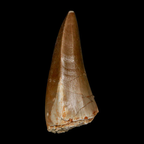 XL 2.1" Tylosaurus Mosasaur Fossil Tooth Cretaceous Dinosaur Era COA, Stand