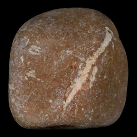 2.1" Sauropod Dinosaur Stomach Stone Gastrolith Rock Gizzard Stone COA - Fossil Age Minerals
