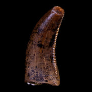 0.5" Tyrannosaurus Rex Fossil Serrated Tooth Dinosaur Hell Creek FM MT COA Display