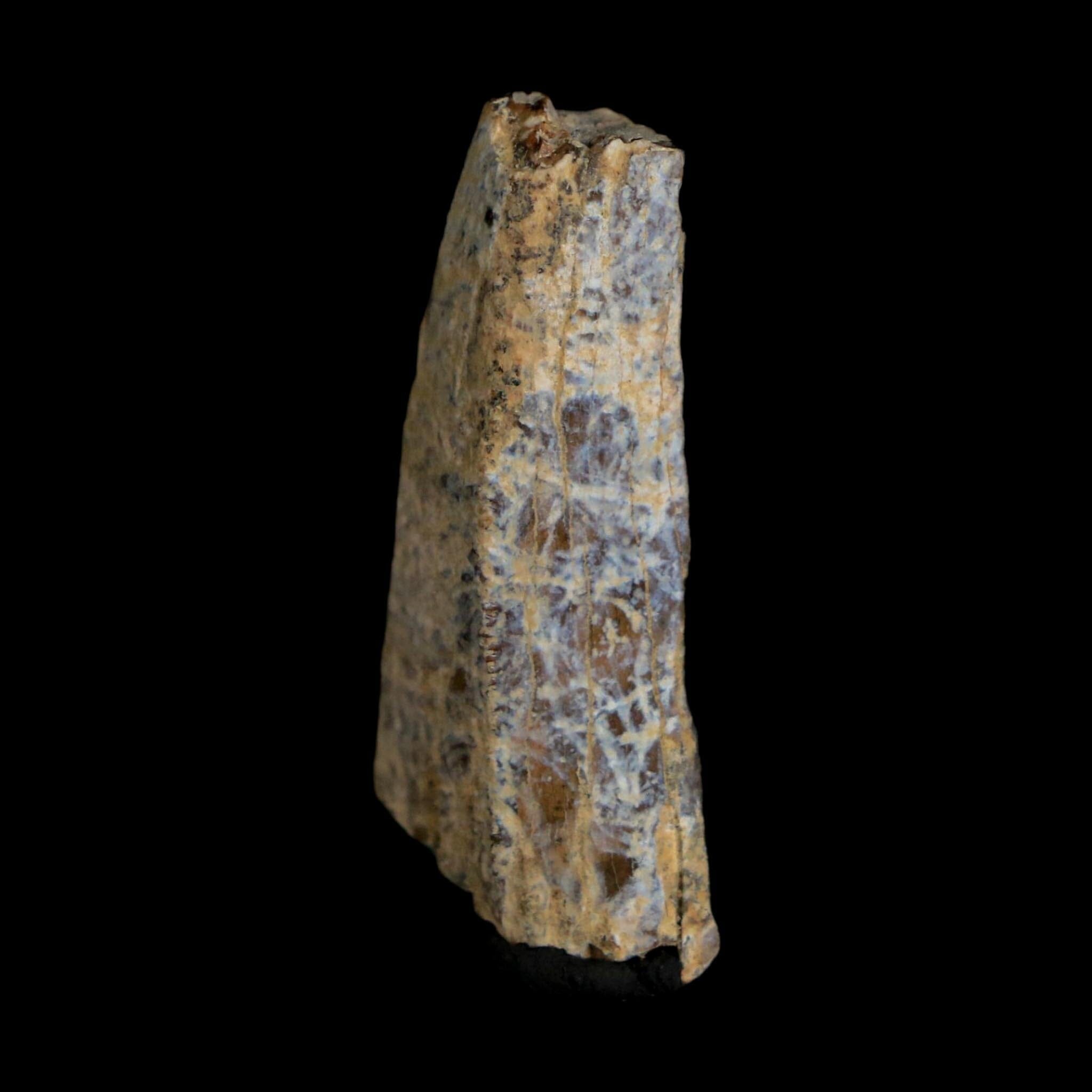 1.2" Tyrannosaurus Rex Fossil Tooth Section Lance Creek Cretaceous Dinosaur WY COA