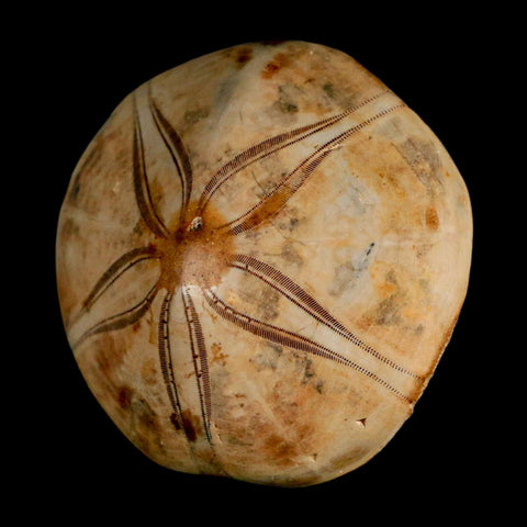 65MM Pygurus Marmonti Sea Urchin Fossil Sand Dollar Jurassic Age Madagascar - Fossil Age Minerals
