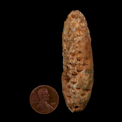 XXL 2.6" Fossil Pine Cone Equicalastrobus Replaced By Agate Eocene Age Seeds Fruit