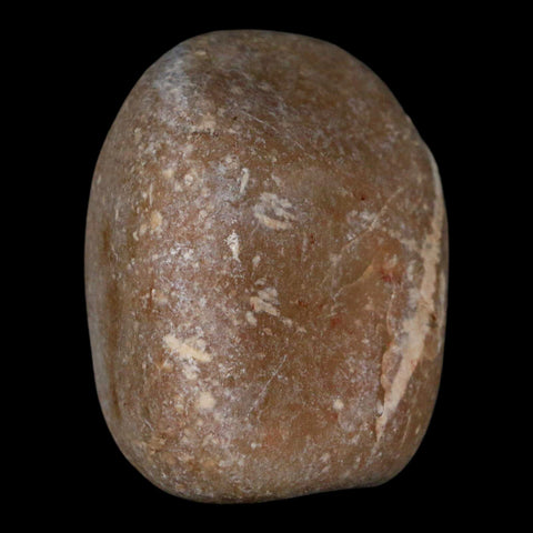 2.1" Sauropod Dinosaur Stomach Stone Gastrolith Rock Gizzard Stone COA - Fossil Age Minerals