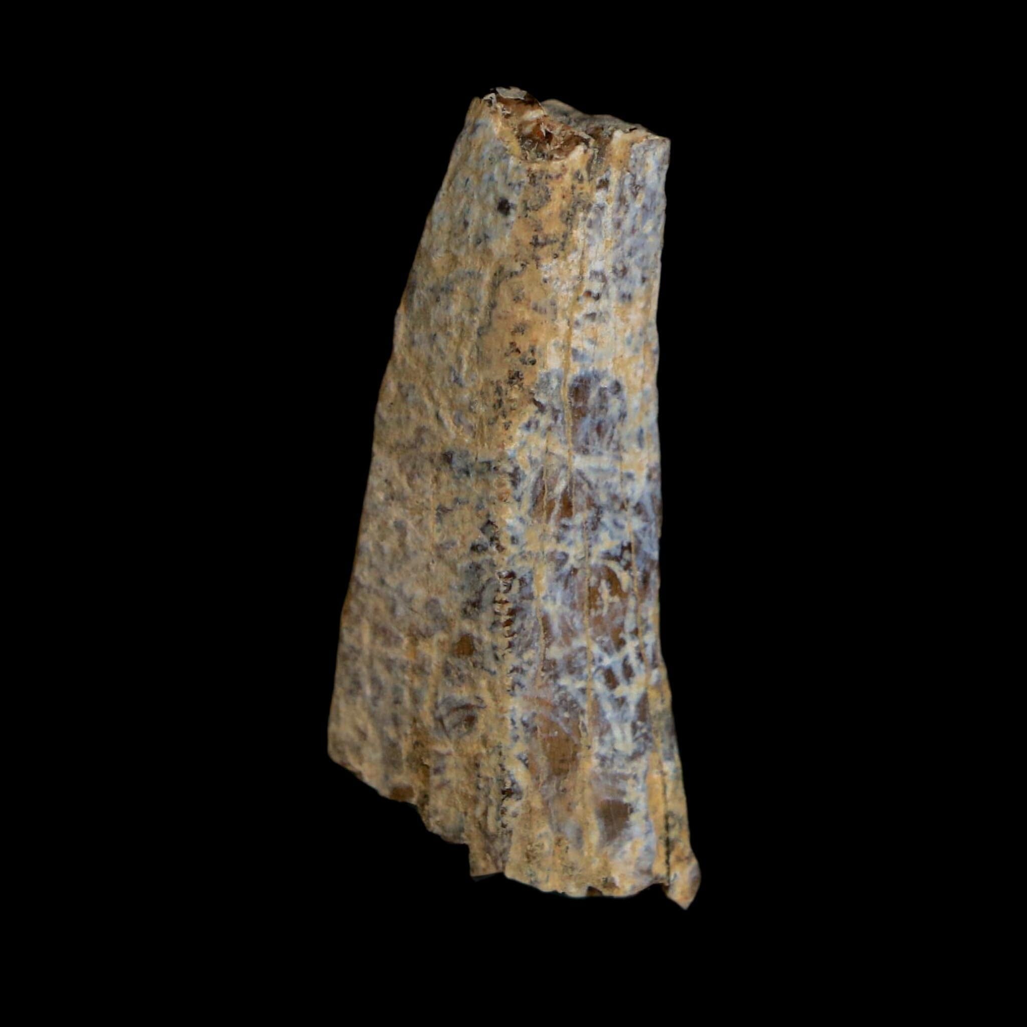 1.2" Tyrannosaurus Rex Fossil Tooth Section Lance Creek Cretaceous Dinosaur WY COA