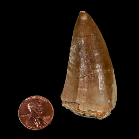 XL 2.1" Tylosaurus Mosasaur Fossil Tooth Cretaceous Dinosaur Era COA, Stand