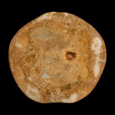 65MM Pygurus Marmonti Sea Urchin Fossil Sand Dollar Jurassic Age Madagascar - Fossil Age Minerals