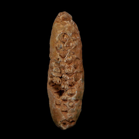 XXL 2.6" Fossil Pine Cone Equicalastrobus Replaced By Agate Eocene Age Seeds Fruit