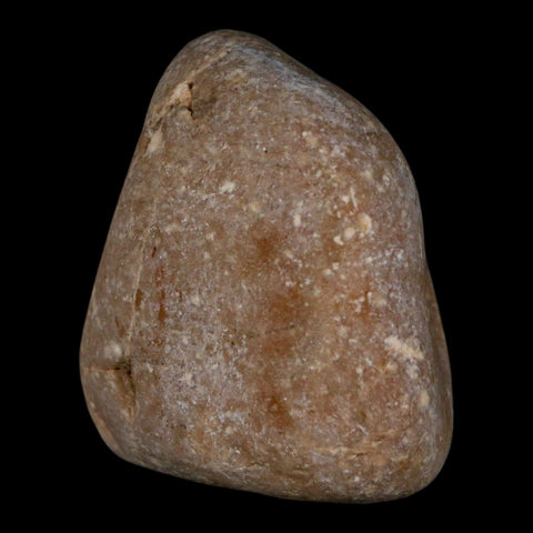 2.1" Sauropod Dinosaur Stomach Stone Gastrolith Rock Gizzard Stone COA - Fossil Age Minerals