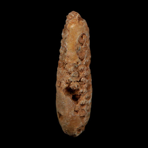 XXL 2.6" Fossil Pine Cone Equicalastrobus Replaced By Agate Eocene Age Seeds Fruit