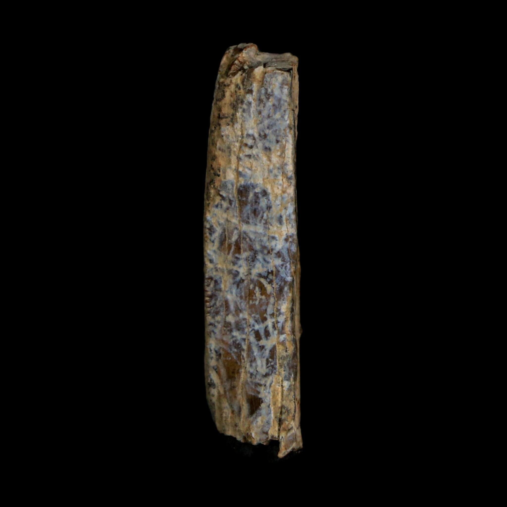 1.2" Tyrannosaurus Rex Fossil Tooth Section Lance Creek Cretaceous Dinosaur WY COA