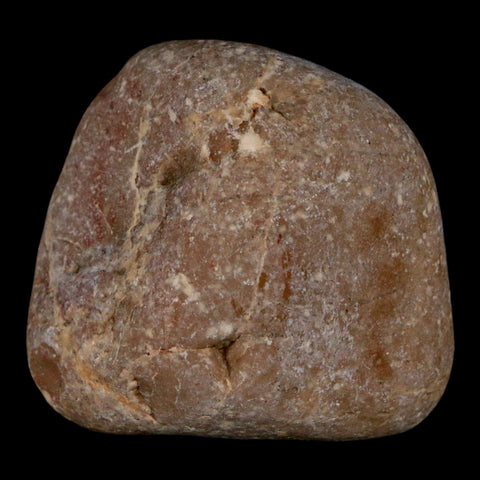 2.1" Sauropod Dinosaur Stomach Stone Gastrolith Rock Gizzard Stone COA - Fossil Age Minerals