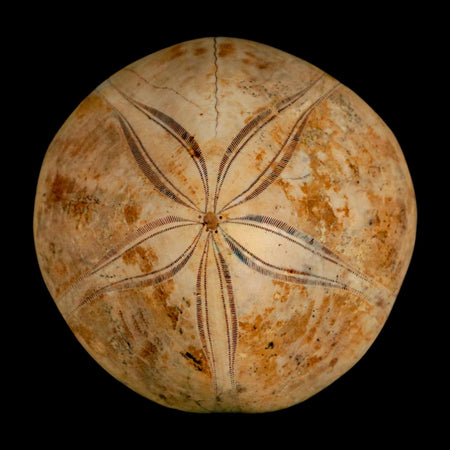 65MM Pygurus Marmonti Sea Urchin Fossil Sand Dollar Jurassic Age Madagascar
