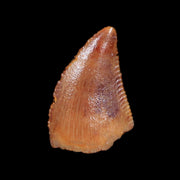 0.3" Abelisaur Serrated Tooth Fossil Cretaceous Age Dinosaur Morocco COA, Display