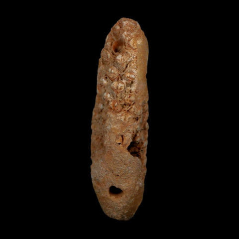 XXL 2.6" Fossil Pine Cone Equicalastrobus Replaced By Agate Eocene Age Seeds Fruit