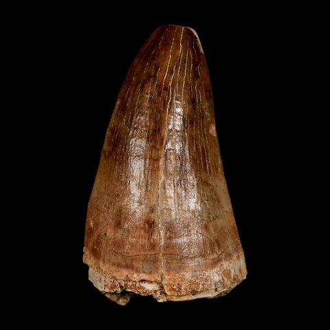 XL 2.1" Mosasaur Prognathodon Fossil Tooth Cretaceous Dinosaur Era COA & Stand