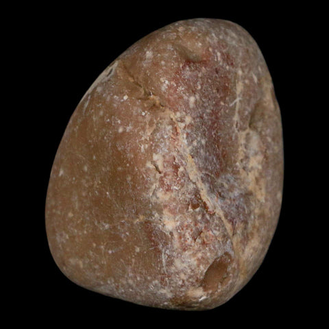 2.1" Sauropod Dinosaur Stomach Stone Gastrolith Rock Gizzard Stone COA - Fossil Age Minerals