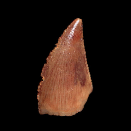 0.3" Abelisaur Serrated Tooth Fossil Cretaceous Age Dinosaur Morocco COA, Display
