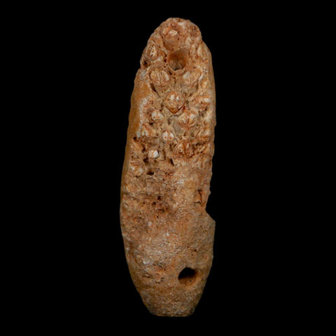 XXL 2.6" Fossil Pine Cone Equicalastrobus Replaced By Agate Eocene Age Seeds Fruit