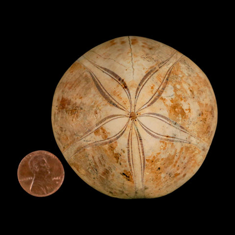 65MM Pygurus Marmonti Sea Urchin Fossil Sand Dollar Jurassic Age Madagascar - Fossil Age Minerals