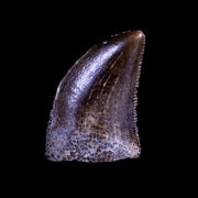 0.4" Nanotyrannus Tyrannosaurus Fossil Tooth Dinosaur Lance Creek WY COA Display