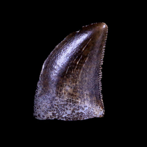 0.4" Nanotyrannus Tyrannosaurus Fossil Tooth Dinosaur Lance Creek WY COA Display - Fossil Age Minerals