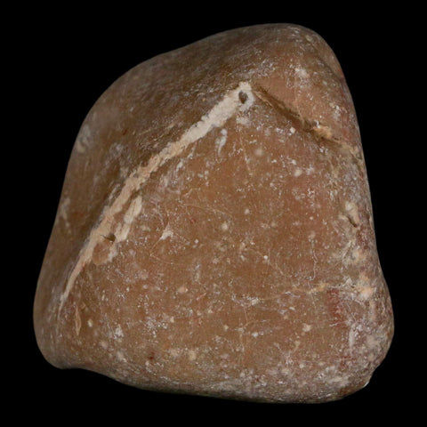 2.1" Sauropod Dinosaur Stomach Stone Gastrolith Rock Gizzard Stone COA - Fossil Age Minerals