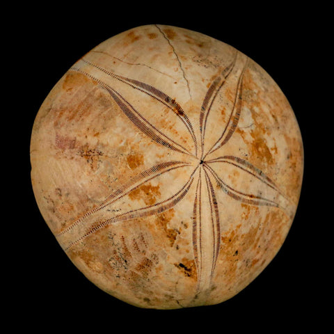 65MM Pygurus Marmonti Sea Urchin Fossil Sand Dollar Jurassic Age Madagascar - Fossil Age Minerals