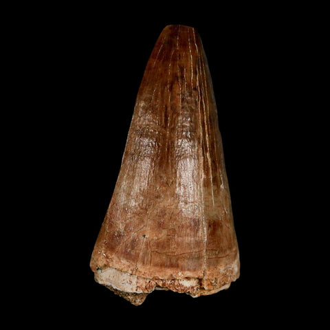 XL 2.1" Mosasaur Prognathodon Fossil Tooth Cretaceous Dinosaur Era COA & Stand