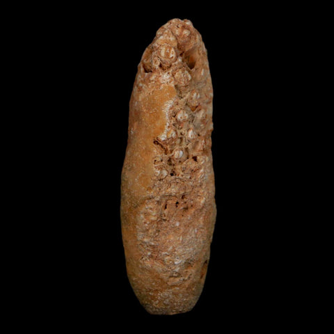 XXL 2.6" Fossil Pine Cone Equicalastrobus Replaced By Agate Eocene Age Seeds Fruit