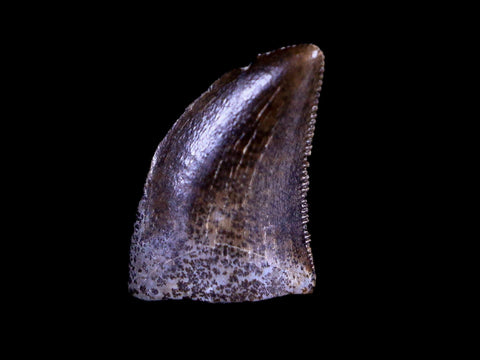 0.4" Nanotyrannus Tyrannosaurus Fossil Tooth Dinosaur Lance Creek WY COA Display - Fossil Age Minerals