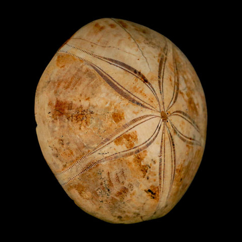 65MM Pygurus Marmonti Sea Urchin Fossil Sand Dollar Jurassic Age Madagascar - Fossil Age Minerals