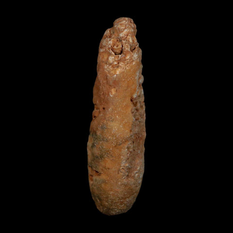 XXL 2.6" Fossil Pine Cone Equicalastrobus Replaced By Agate Eocene Age Seeds Fruit