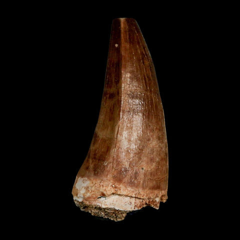 XL 2.1" Mosasaur Prognathodon Fossil Tooth Cretaceous Dinosaur Era COA & Stand