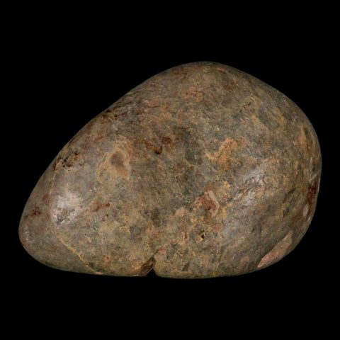 3.4" Sauropod Dinosaur Stomach Stone Gastrolith Rock Gizzard Stone COA - Fossil Age Minerals