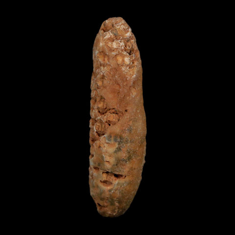 XXL 2.6" Fossil Pine Cone Equicalastrobus Replaced By Agate Eocene Age Seeds Fruit