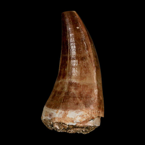 XL 2.1" Mosasaur Prognathodon Fossil Tooth Cretaceous Dinosaur Era COA & Stand